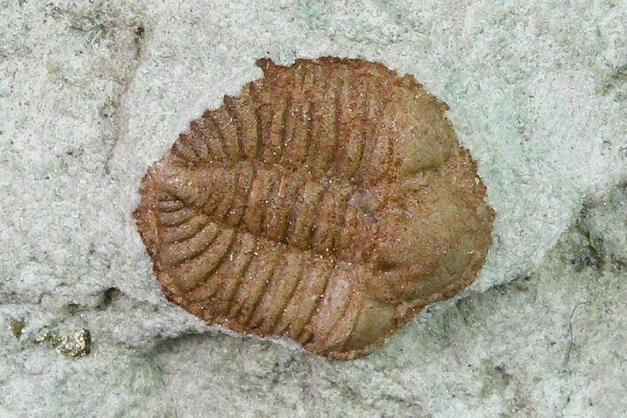 Ordovician Trilobite (Ampyxina) Fossil - Missouri #137239